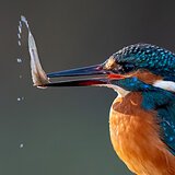 Kingfishers